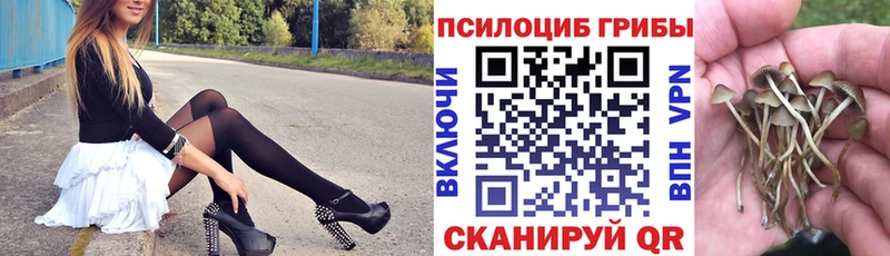 где можно купить   Новочебоксарск  Псилоцибиновые грибы Psilocybe 